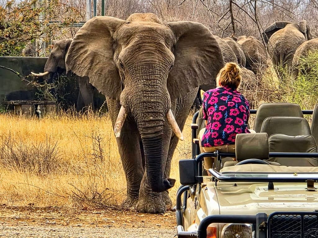 Un éléphant s'approche du 4x4 de safari