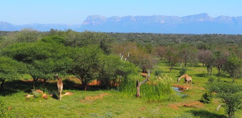 Des girafes près d'un point d'eau dans la savane sud-africaine